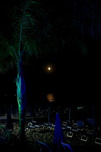 Palm trees at night