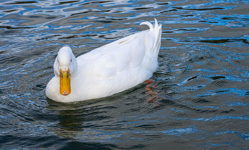 Large white pekin peking aylesbury american heavy single white duck water fowl low level close up 