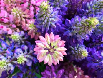 Close-up of purple flowering plants