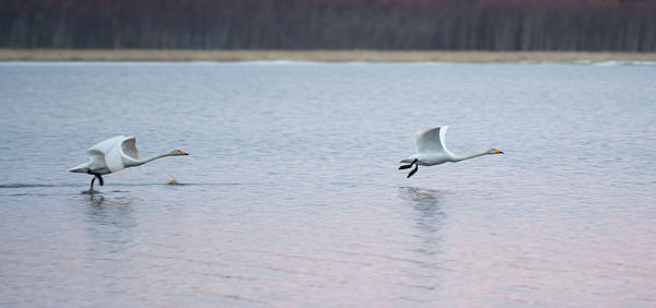 Seagulls flying over lake