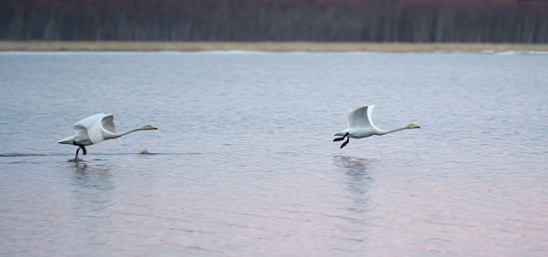 Swans flying over lake
