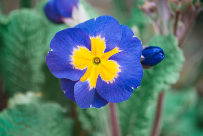 Close-up of purple flowering plant