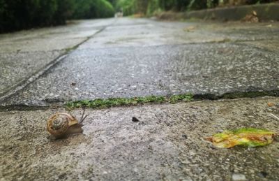 Close-up of snail on road