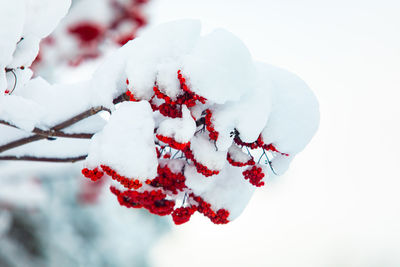 Close-up of snow on tree