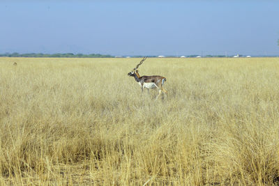 grassland