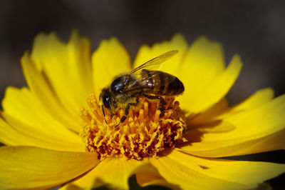 Close-up of insect on yellow flower