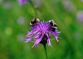 Close-up of bee on thistle blooming outdoors