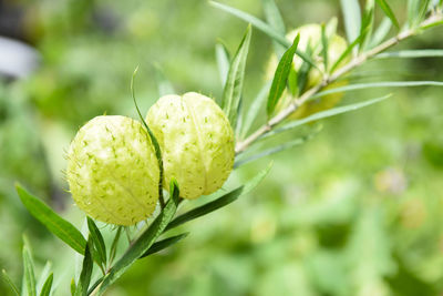 Close-up of yellow flowering plant