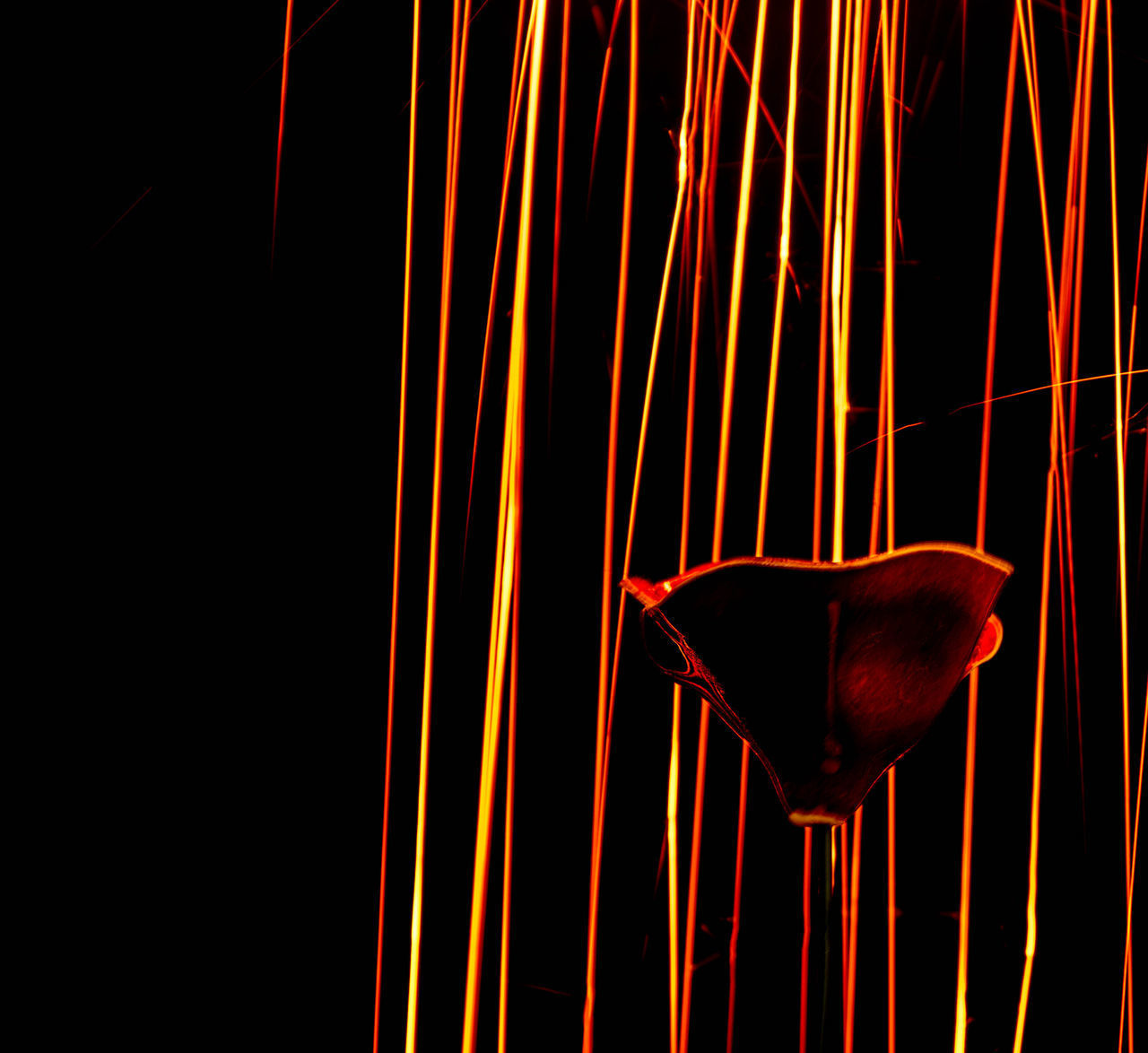 CLOSE-UP OF BIRDS AGAINST BLACK BACKGROUND