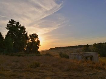 Trees against sky during sunset