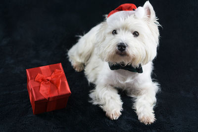 Portrait of dog sitting by gift
