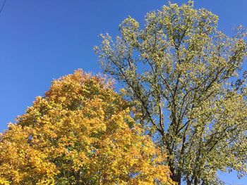 Low angle view of yellow flowers blooming on tree