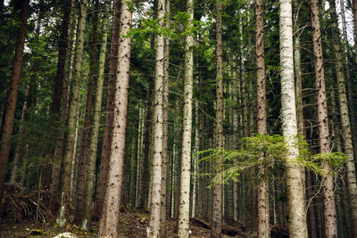 Full frame shot of bamboo trees in forest