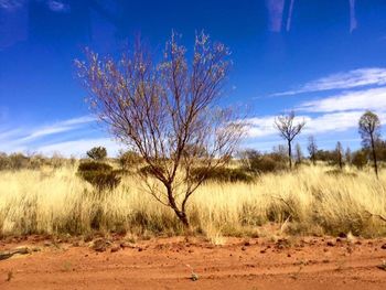 Bare trees on field against blue sky