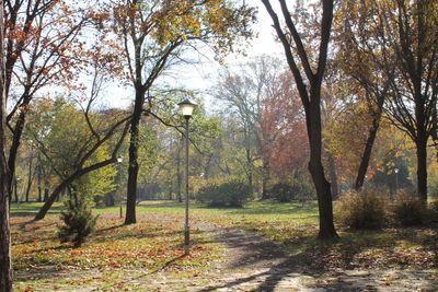 Trees in forest during autumn