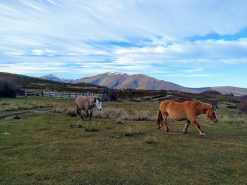 Horses in a field