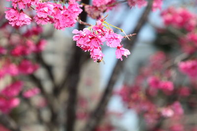 Close-up of pink cherry blossoms in spring