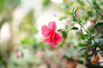 Close-up of pink hibiscus flower
