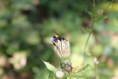 Close-up of insect on flower