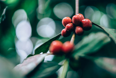 Close-up of cherries growing on plant