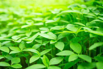 Close-up of leaves on plant