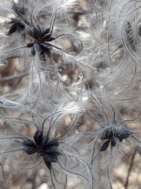 Full frame shot of wilted plant