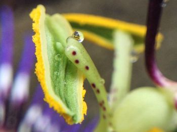 Close-up of bug on yellow flower