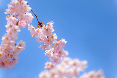 Low angle view of cherry blossom