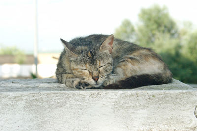Cat sleeping on retaining wall