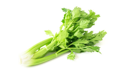 Green leaf on white background