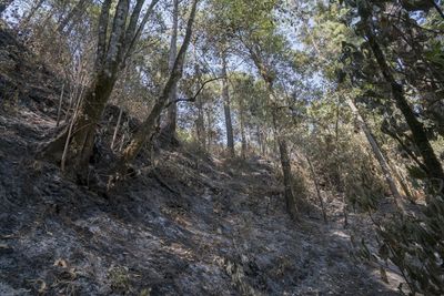 Low angle view of trees in forest