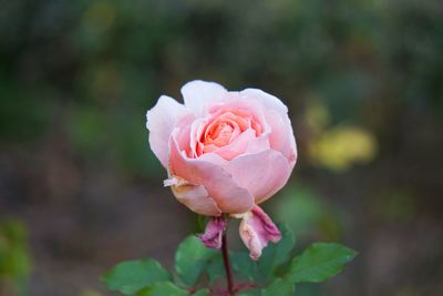 Close-up of pink rose blooming outdoors