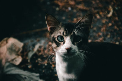 Close-up portrait of cat