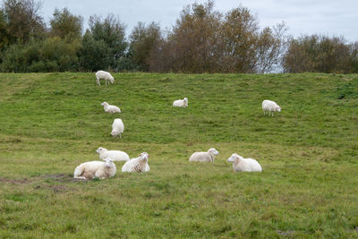 Sheep in a field