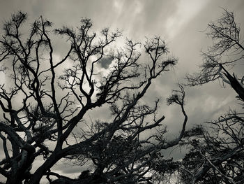 Low angle view of bare tree against sky