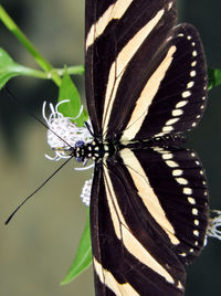 Close-up of butterfly on leaf