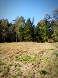 Trees on field in forest against clear sky