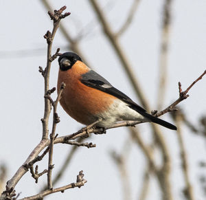 Bullfinch perching in the morning sun