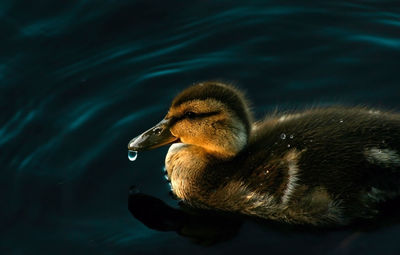 Close-up of duck swimming in lake