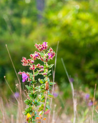 Close-up of pink flowering plant on field