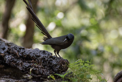 Close-up of bird perching on branch