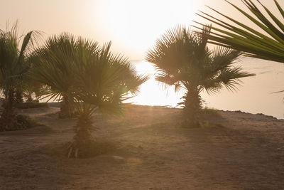 Palm trees on field against sky during sunset