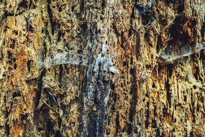 Detail shot of tree trunk