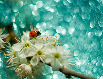 Close-up of ladybug on flower