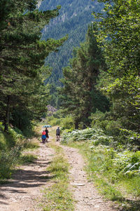 Rear view of people walking on footpath in forest