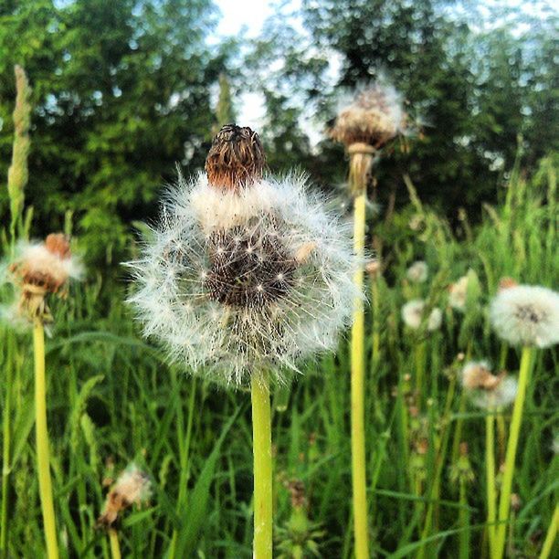 dandelion, growth, flower, freshness, fragility, flower head, focus on foreground, nature, close-up, beauty in nature, uncultivated, stem, wildflower, plant, field, white color, softness, single flower, selective focus, day