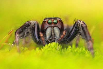 Close-up of spider on plant