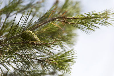 Low angle view of pine tree against sky