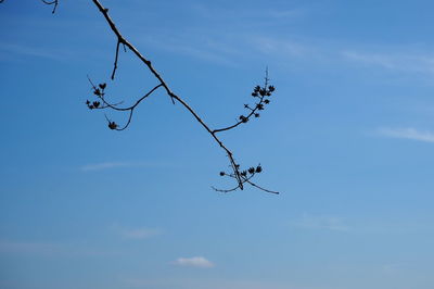 Low angle view of tree against sky