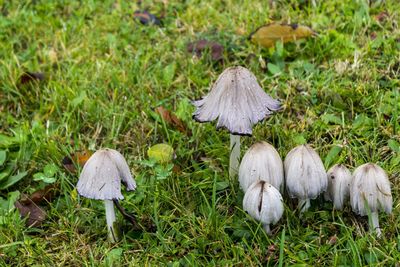 Close-up of mushroom growing on field